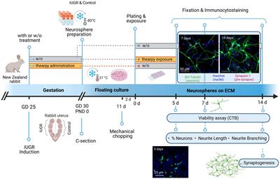 Lactoferrin/sialic acid prevents adverse effects of intrauterine growth restriction on neurite length: investigations in an in vitro rabbit neurosphere model